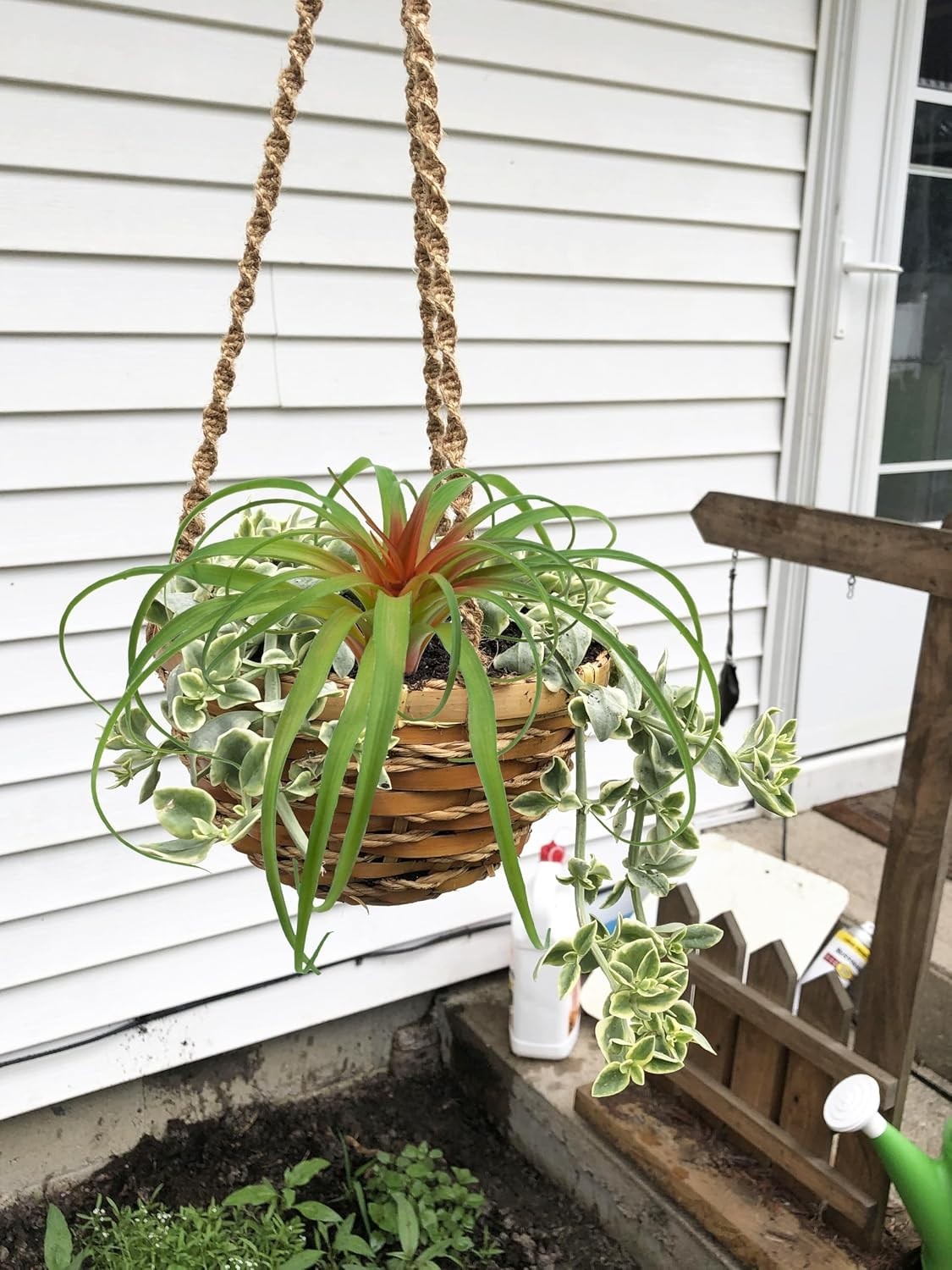 Realistic Flocked Tillandsia Plants – Set of 4