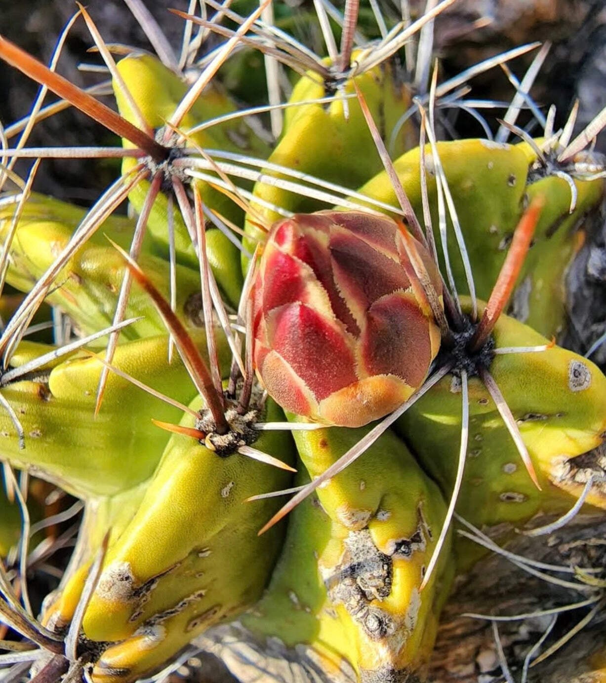 Ferocactus robustus SEEDS – Rare Cactus SEEDS