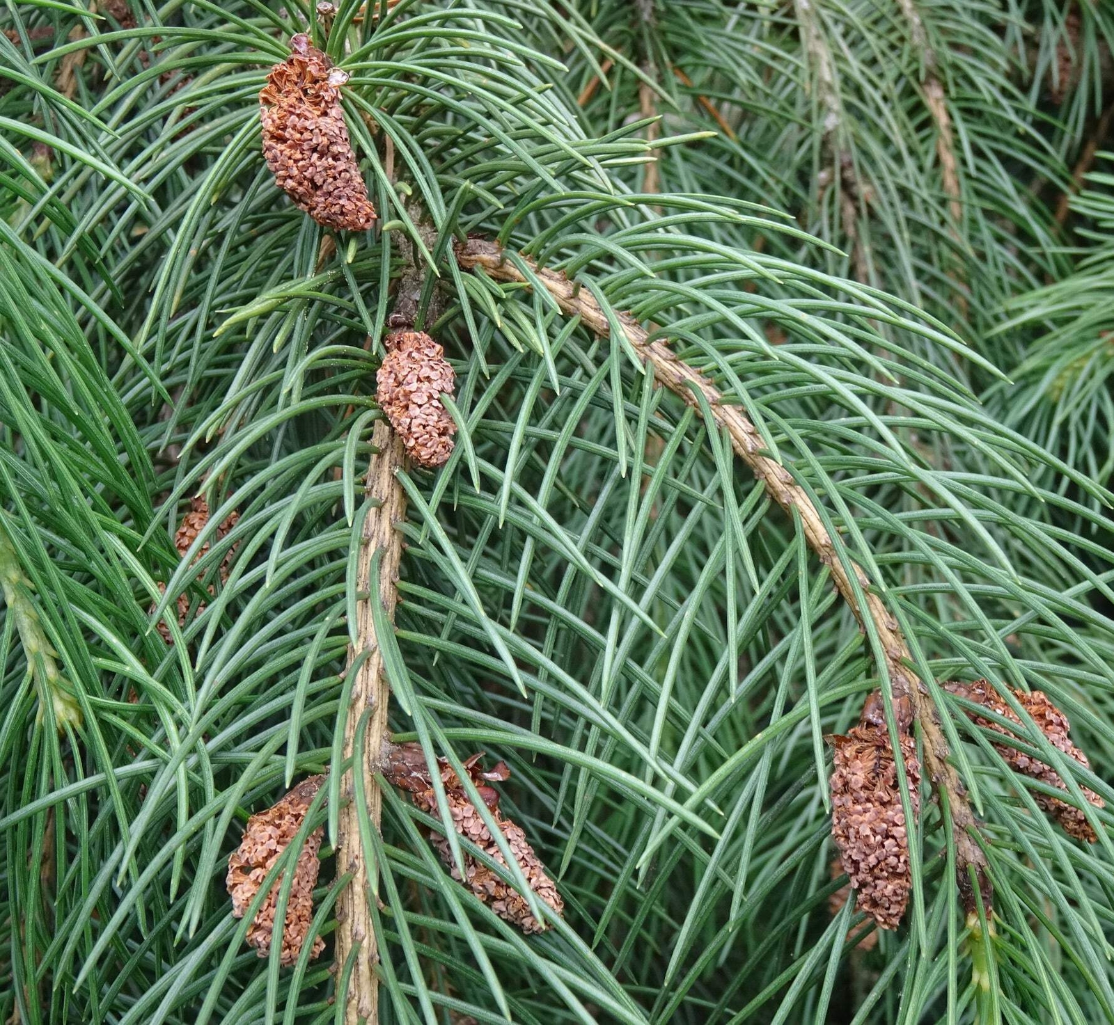Picea smithiana – Himalayan spruce