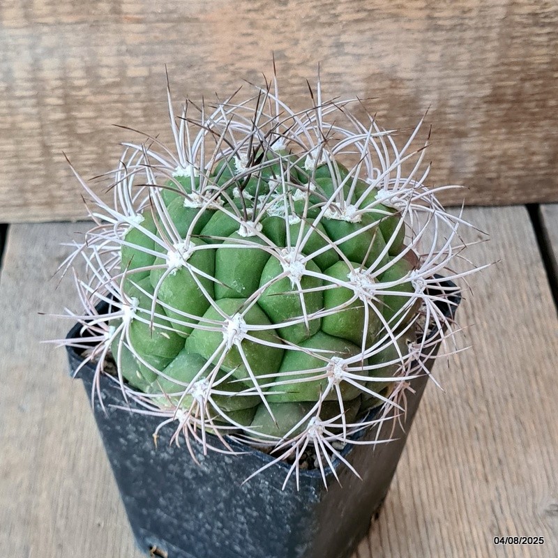 D5709 GYMNOCALYCIUM SAGLIONIS pot9-H8-W9,5 cm MaMa Cactus