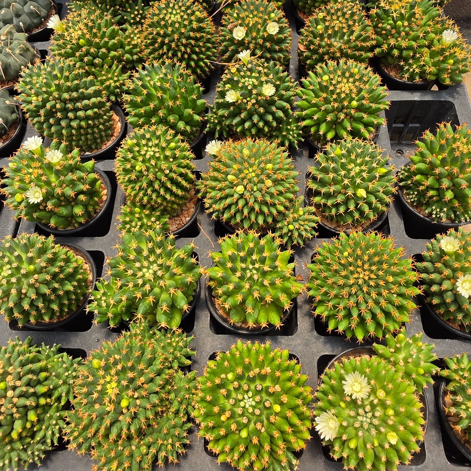 DE03: Mammillaria camptotricha cv. Bru