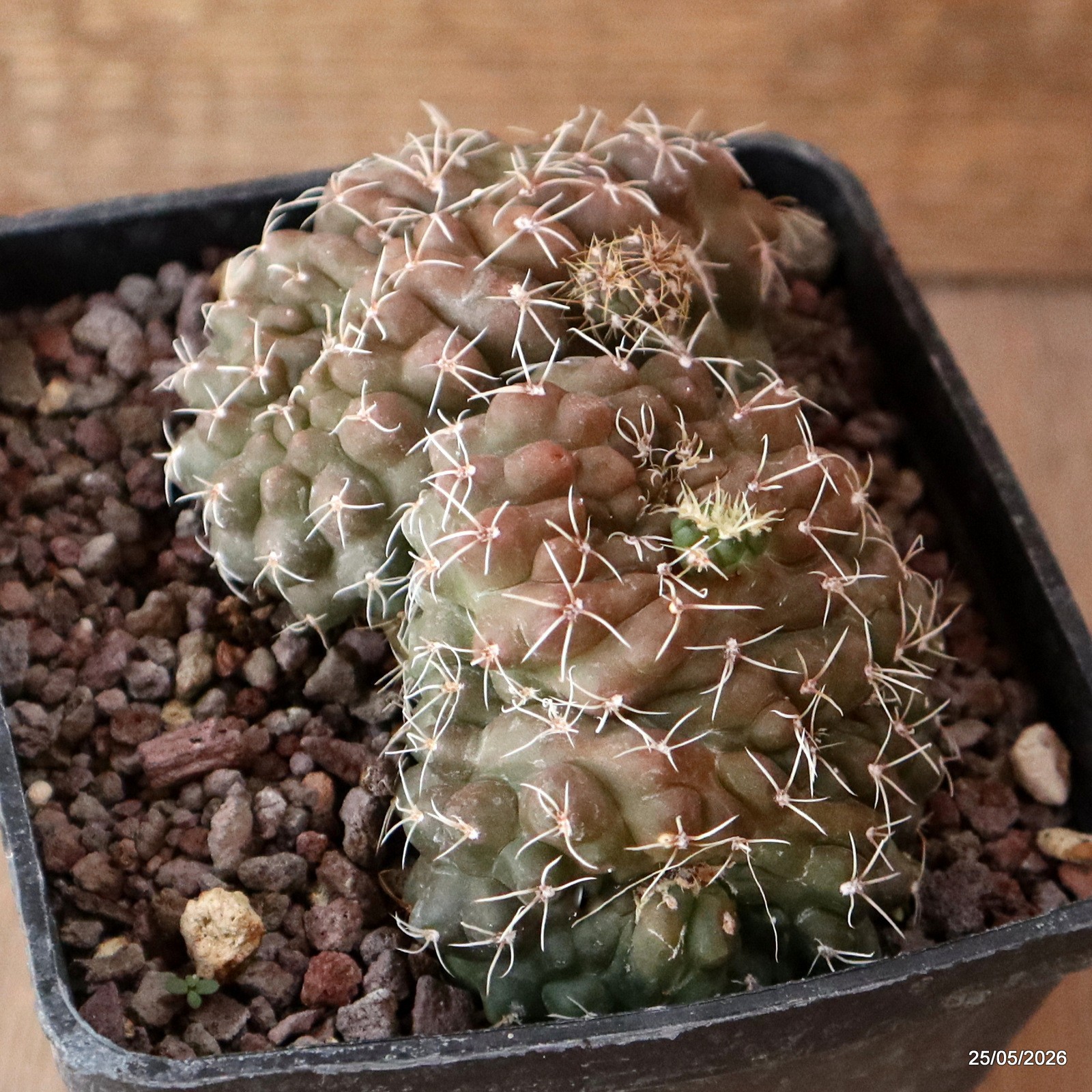D5679 GYMNOCALYCIUM BALDIANUM CRESTED MONSTER pot10-H6-W10,5 cm MaMa Cactus