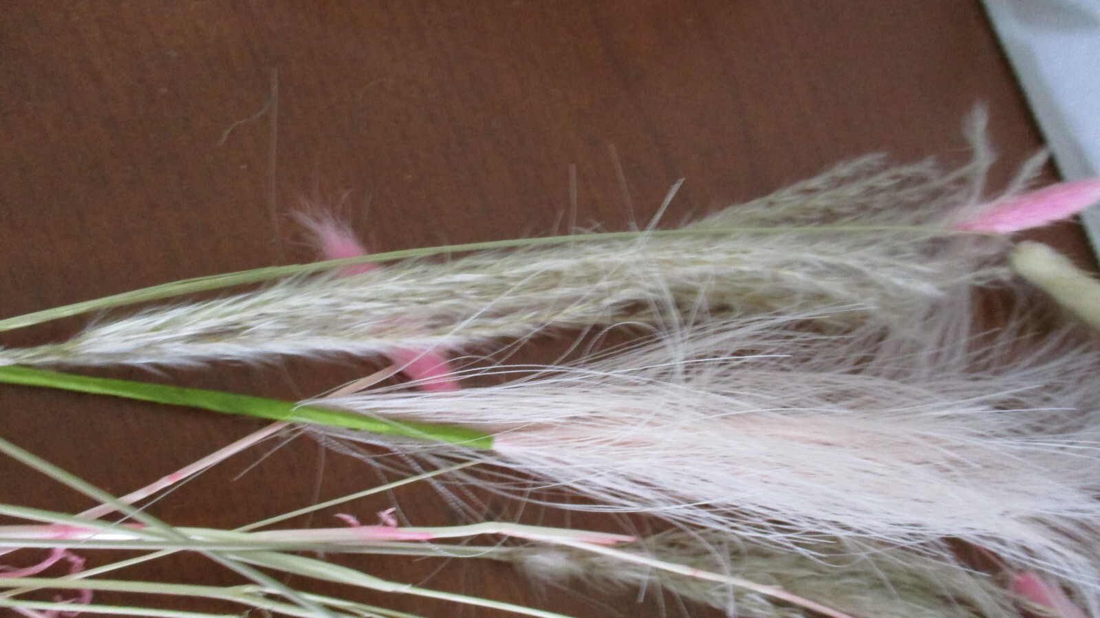 Small lot of PAMPAS Flowers (tk)