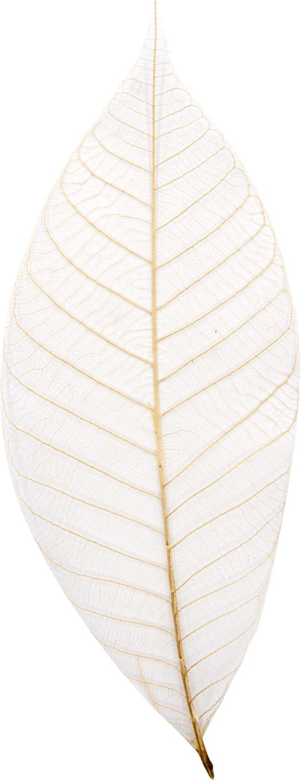 Coolprice Skeleton Natural Dried Rubber Leaves Artificial Leaves Craft Card Scra