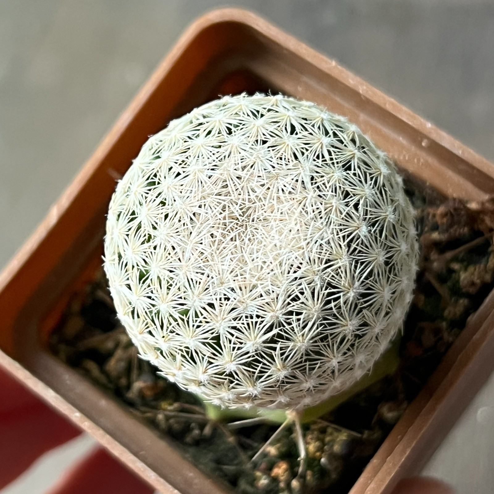A11-602 Mammillaria hermosana, El Encino, Zac., grafted