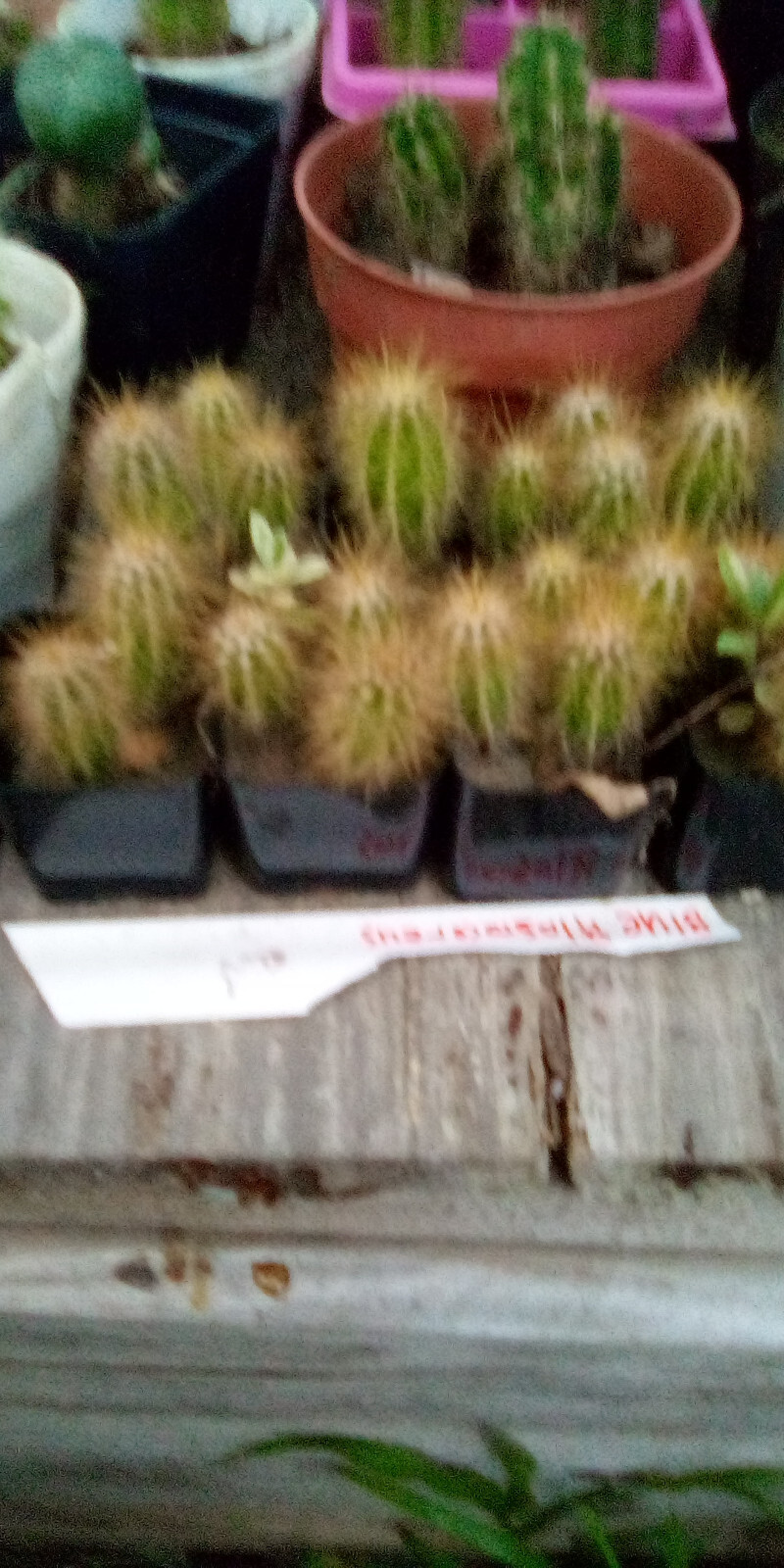 pilosocereus, lot of 3 cactus ornamental columnar cacti echinopsis cereus plant