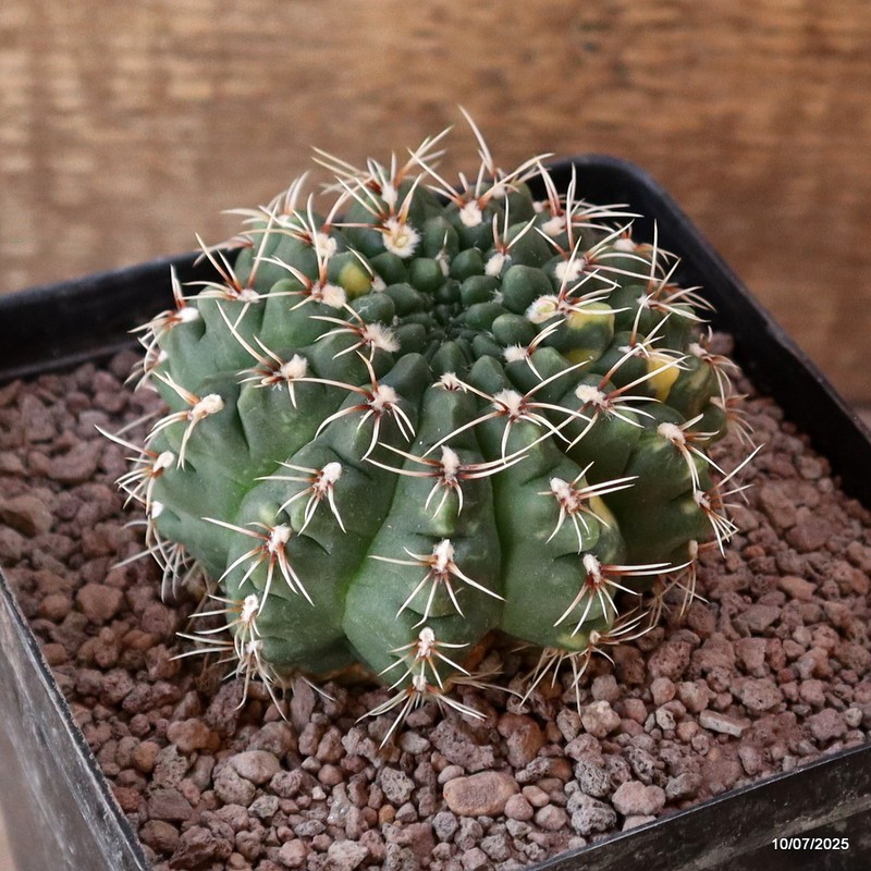 D5233 GYMNOCALYCIUM BALDIANUM VARIEGATED pot12-H6-W8 cm MaMa Cactus