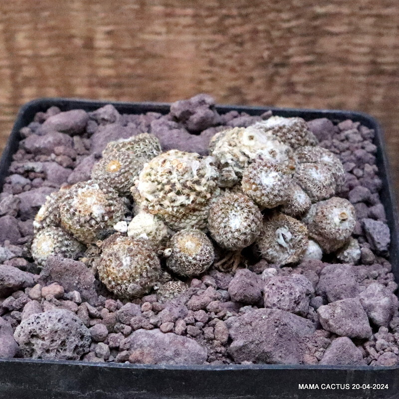 D3333 COPIAPOA LAUII pot12-H3-W10 cm MaMa Cactus