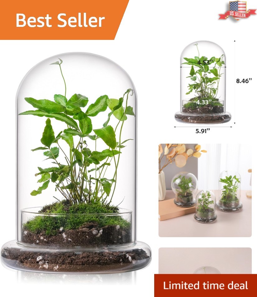 Stylish 8-Inch Glass Terrarium with Base – Perfect Mini Cloche for Home Decor