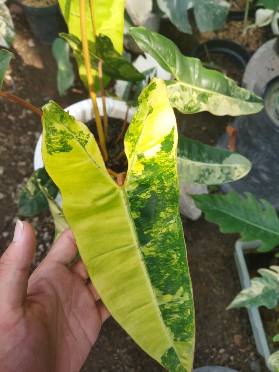 Real Pict Philodendron Billietiae Variegated Big Size Rare Plant Price $800