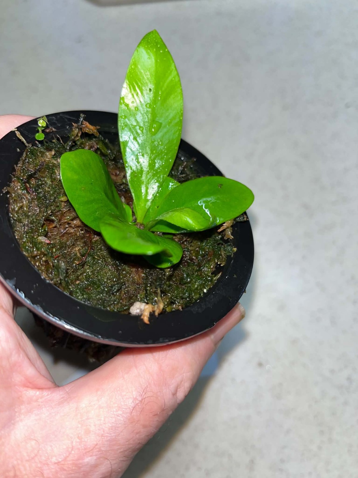 Asplenium phyllitides Spore Grown Florida 3.5 Inch Net Pot ( Not Aspenium Indus)