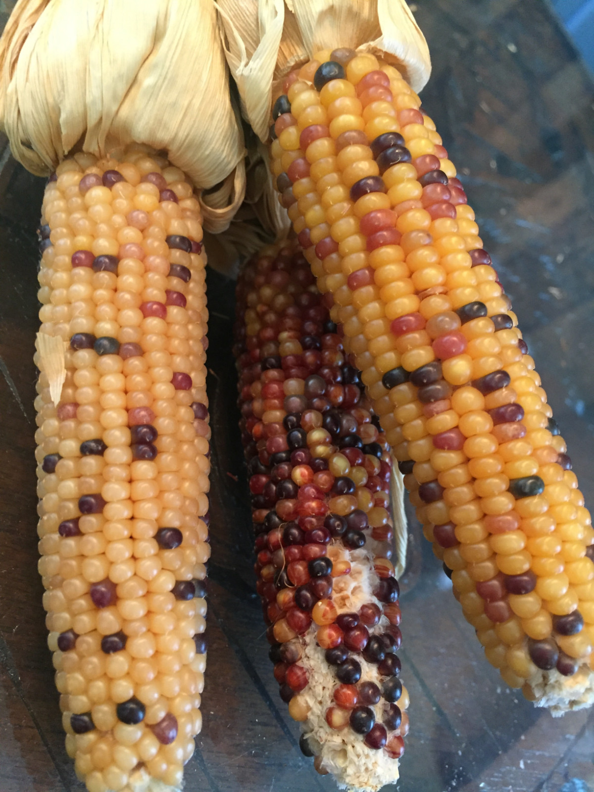 native american Indian Corn various lengths Thanksgiving Fall Decor