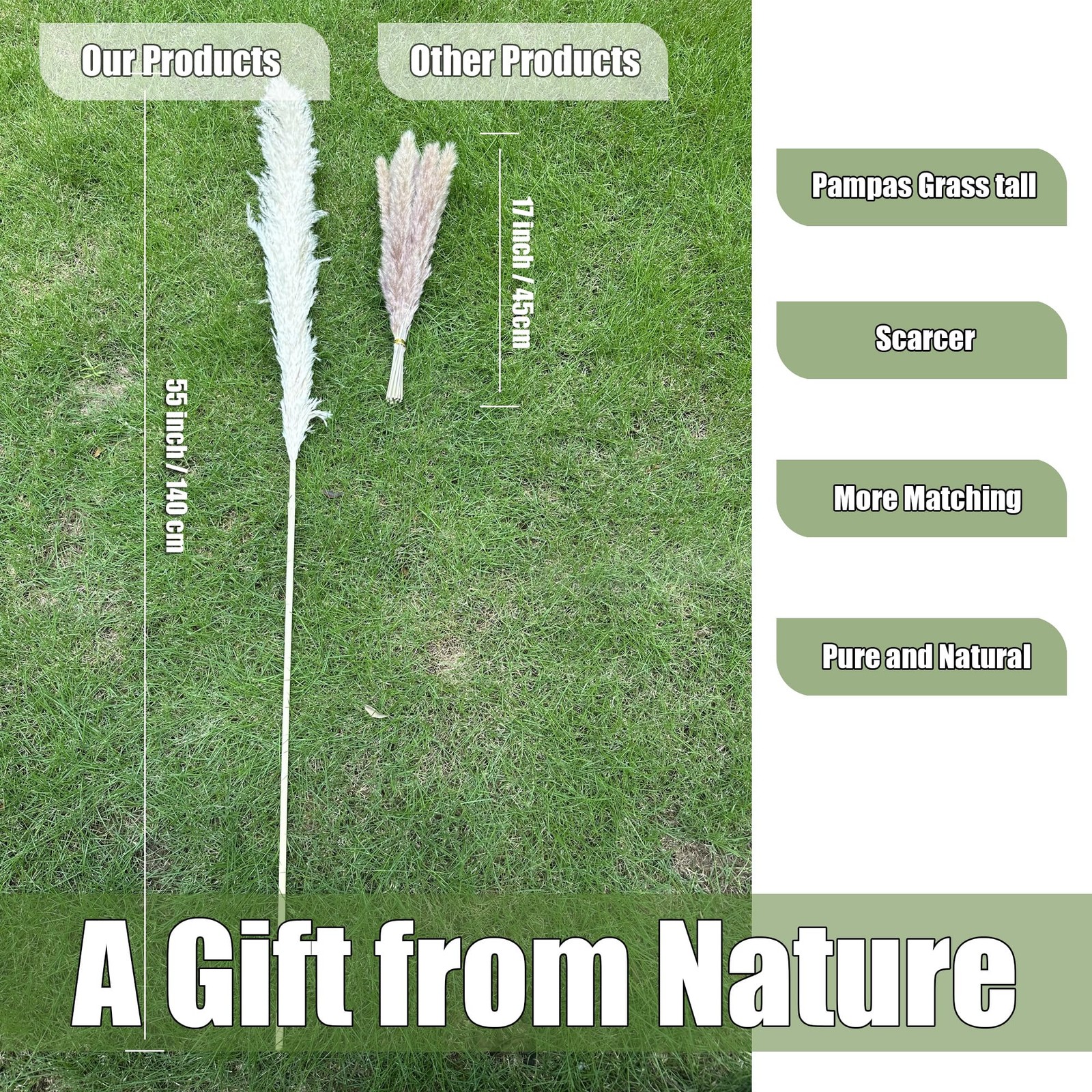 55″ inch Scarcity Natural Pampas Grass Decor Tall, pompas Grass, Tall Pampas …