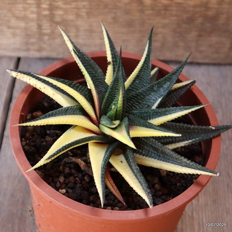 D5204 HAWORTHIA LIMIFOLIA VARIEGATED pot13-H6-W14 cm MaMa Cactus