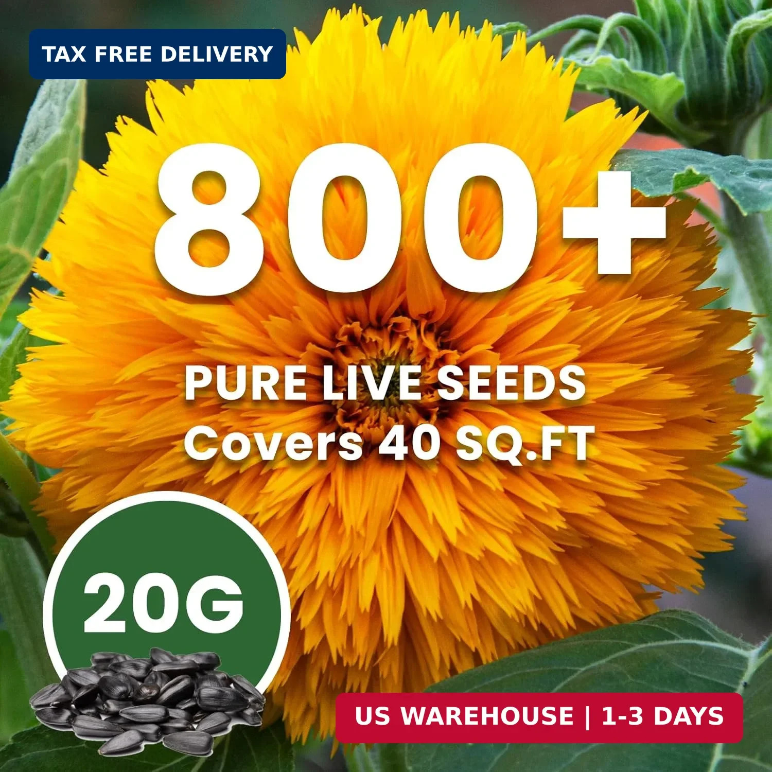 800+ Giant Teddy Bear Sunflower Seeds – Fluffy Double Yellow Petals – Extra Larg