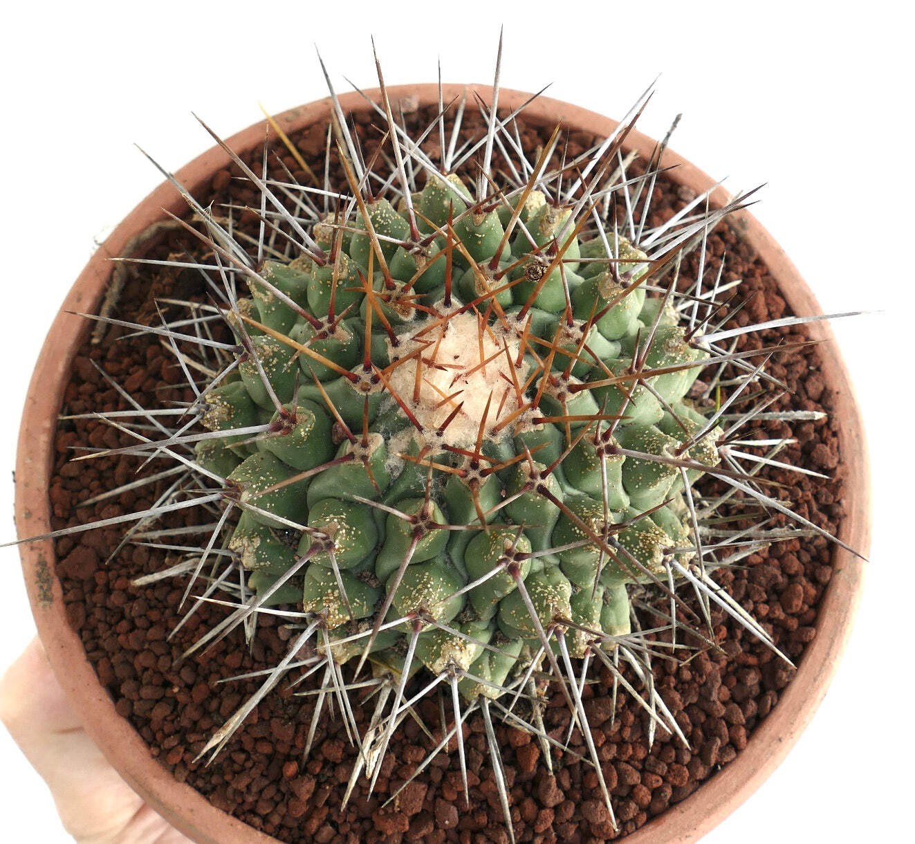 Thelocactus rinconensis SUPER LONG SPINES – Rincon cactus | Globe cactus