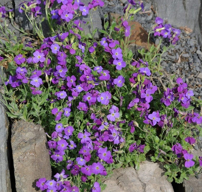 250 Pcs Cute Purple Rockcress Flower Seeds