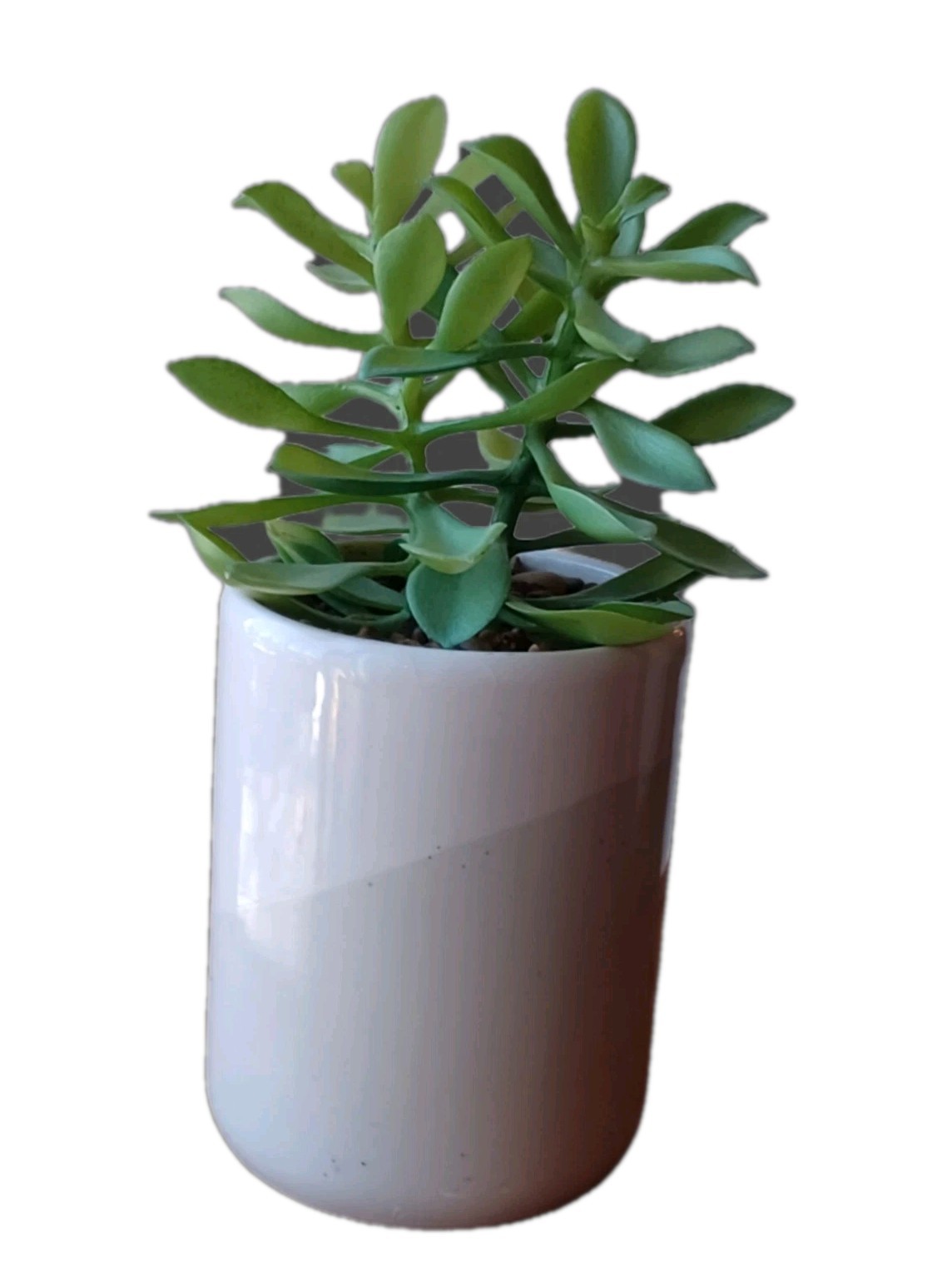 Faux Jade Plant White And Light Gray Pot 8 inches