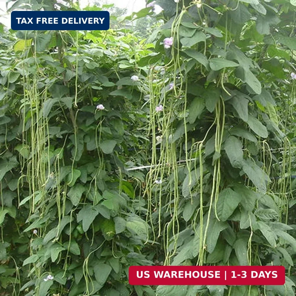 30+ Yard Long Bean Seeds Asian Vegetable Long Bean String Beans Productive USA