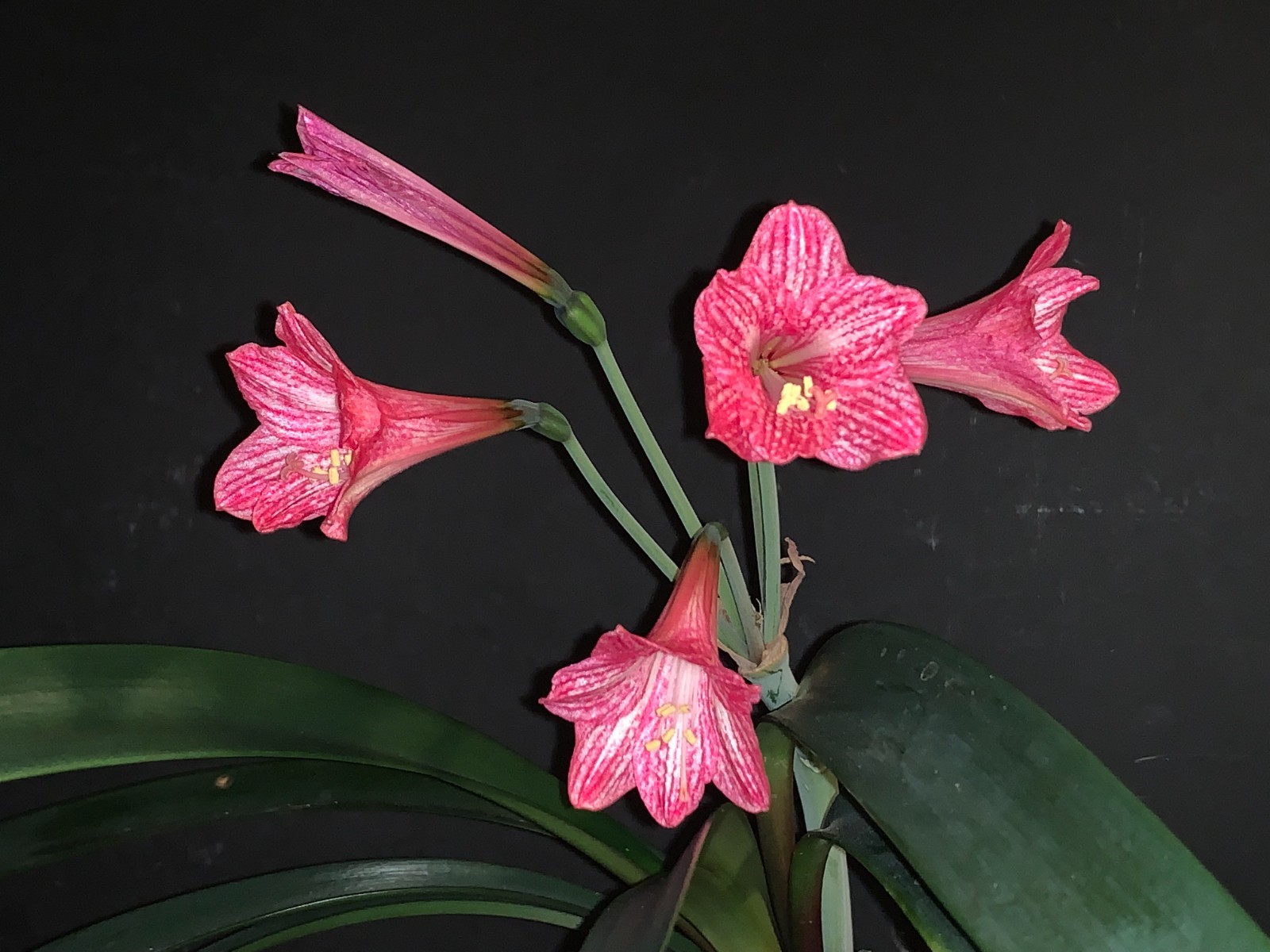 Hippeastrum incachacanum – VERY rare bulb 2.7 cm near FS