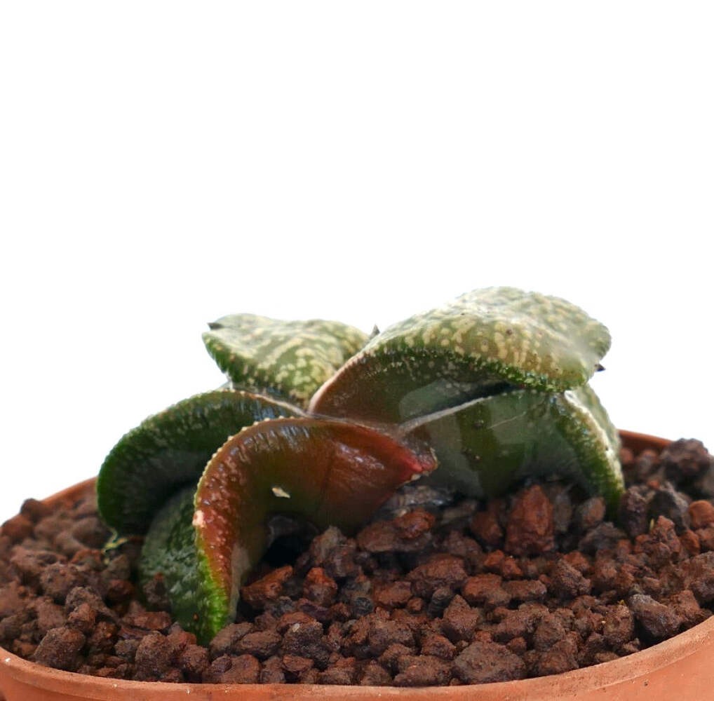 Gasteria armstrongii SUPER WHITE PEARL EX THAILAND – Armstrong’s gasteria | Cow