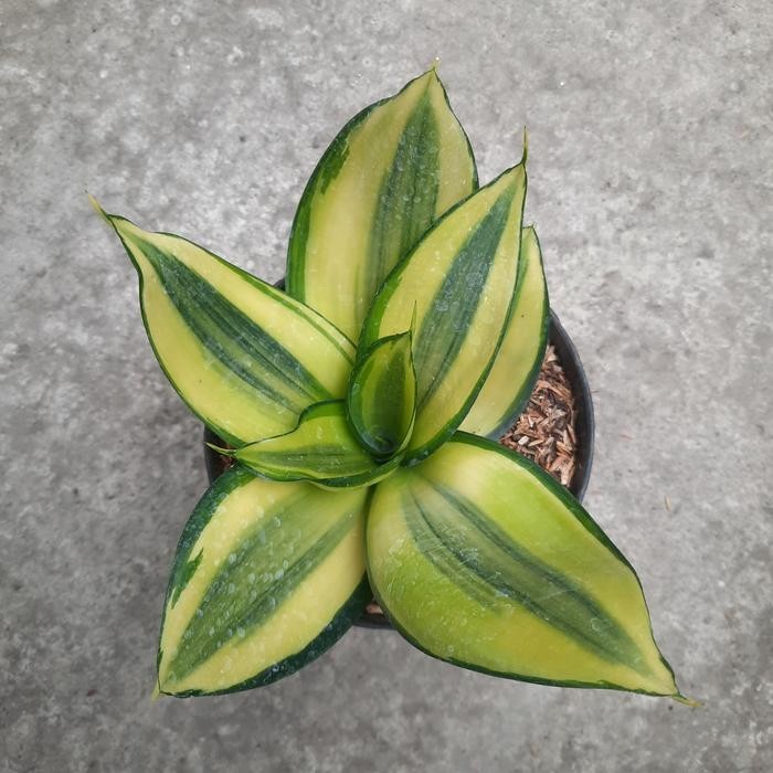 Sansevieria Green Mould Variegated – Yellow Green Rosette Live Plant Grow in Pot