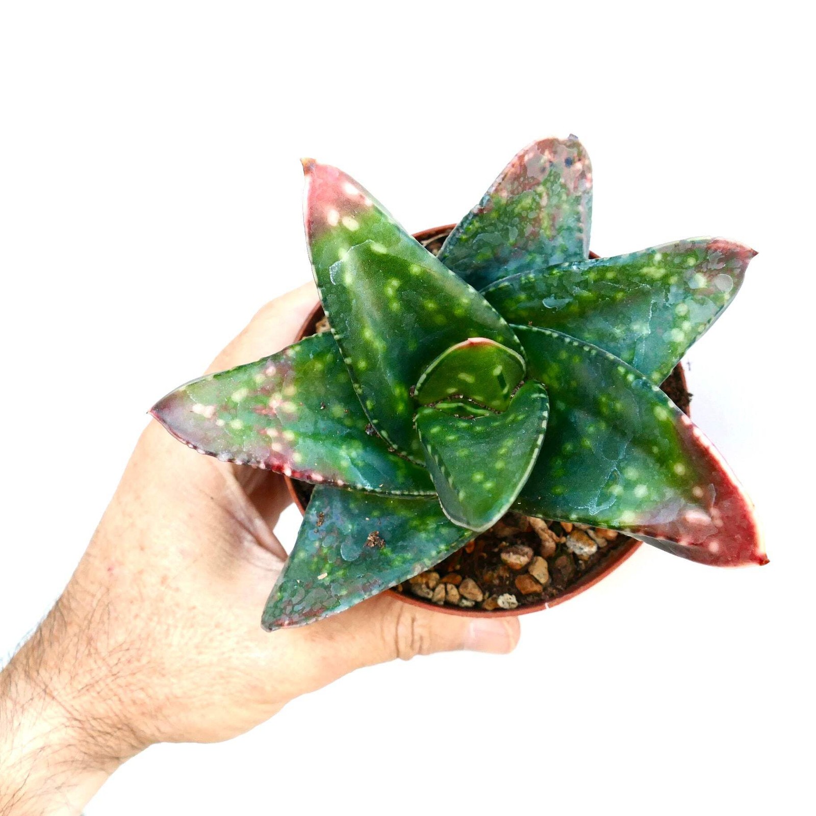 Gasteria armstrongii cv MINNESOTA – Armstrong’s gasteria | Armstrong’s ox-tongue