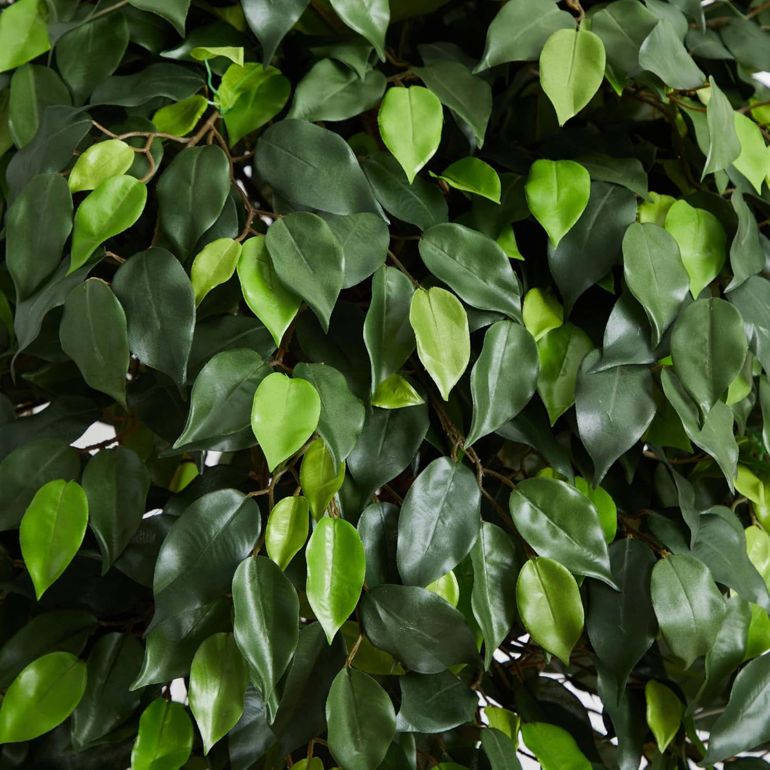 Lifelike 5.5Ft Ficus Artificial Tree – Perfect Indoor Décor for Any Space