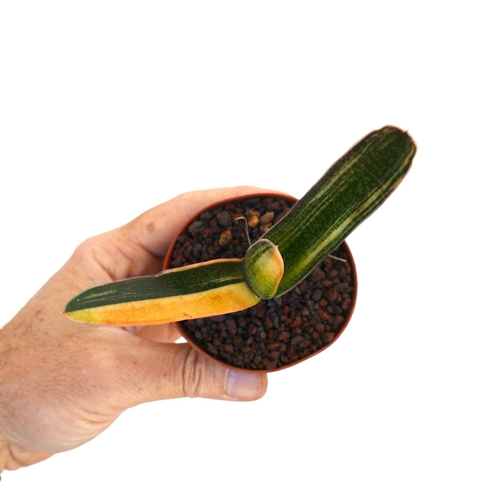 Gasteria carinata cv. ‘Rainbow’ YELLOW VARIEGATE – Bredasdorp gasteria | Beaked