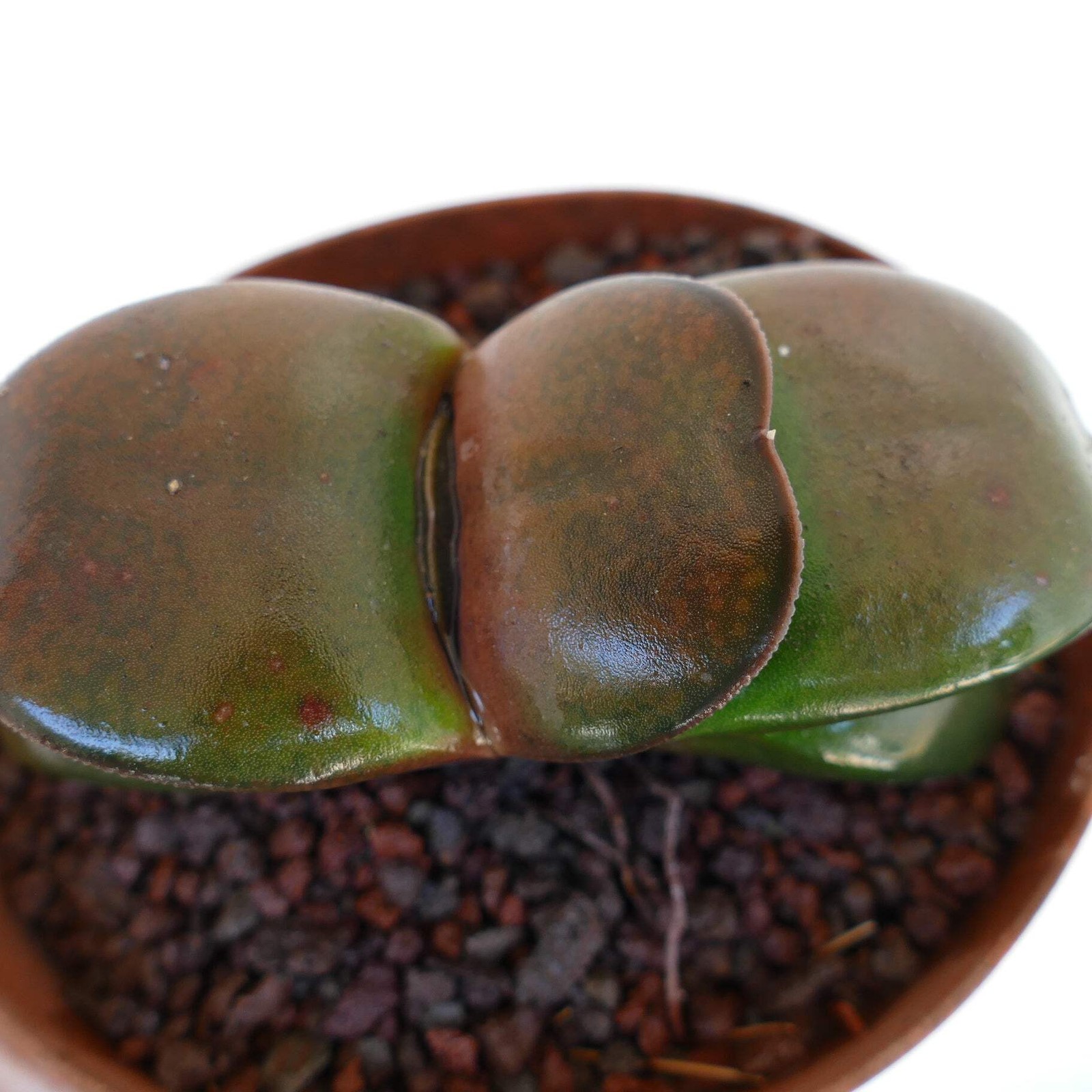 Gasteria pillansii cv 滑らか肌 BROWN FORM – Namaqua gasteria | Pillans’ gasteria
