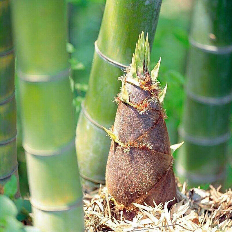 Giant asper bamboo 60seeds Black asper bamboo seeds
