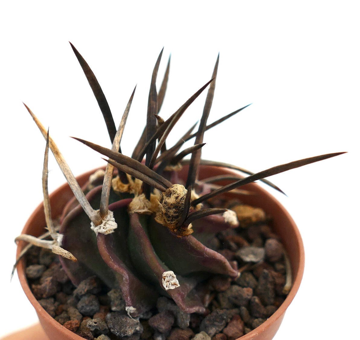Astrophytum capricorne cv SUPER BUFFALO – Goat’s horn cactus | Star cactus