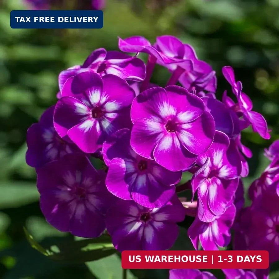 10007+ Creeping Mixed Phlox Seeds for Planting,Bright Perennial Creeping Phlox S