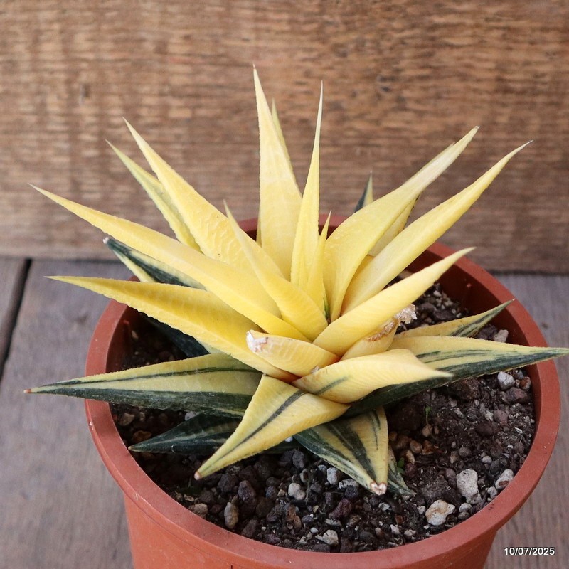 D5198 HAWORTHIA LIMIFOLIA VARIEGATED pot13-H9-W14 cm MaMa Cactus