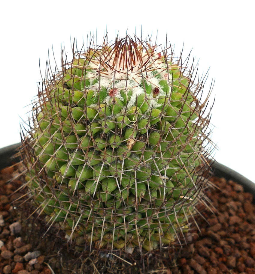 Mammillaria polythele (Guanajuato, Mexico) –