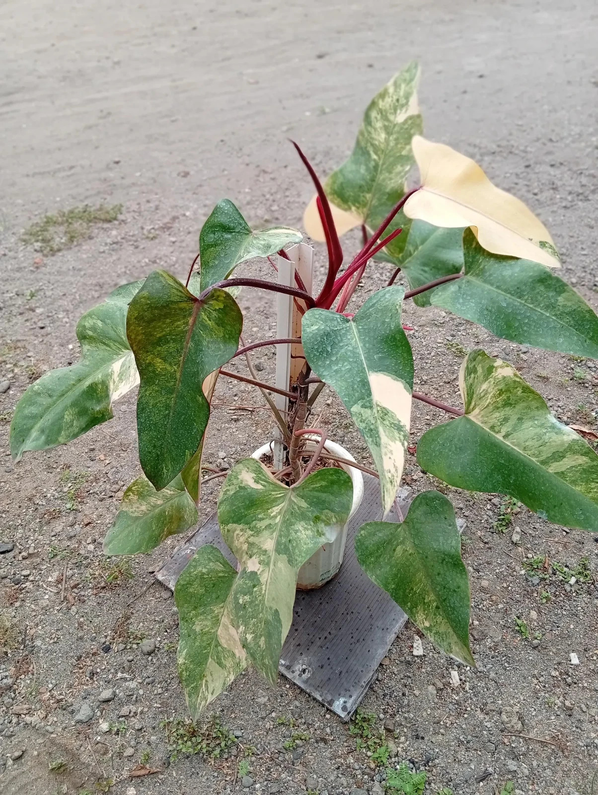 Real Picture Philodendron Strawberry Shake Variegated Large Size Rare Plant