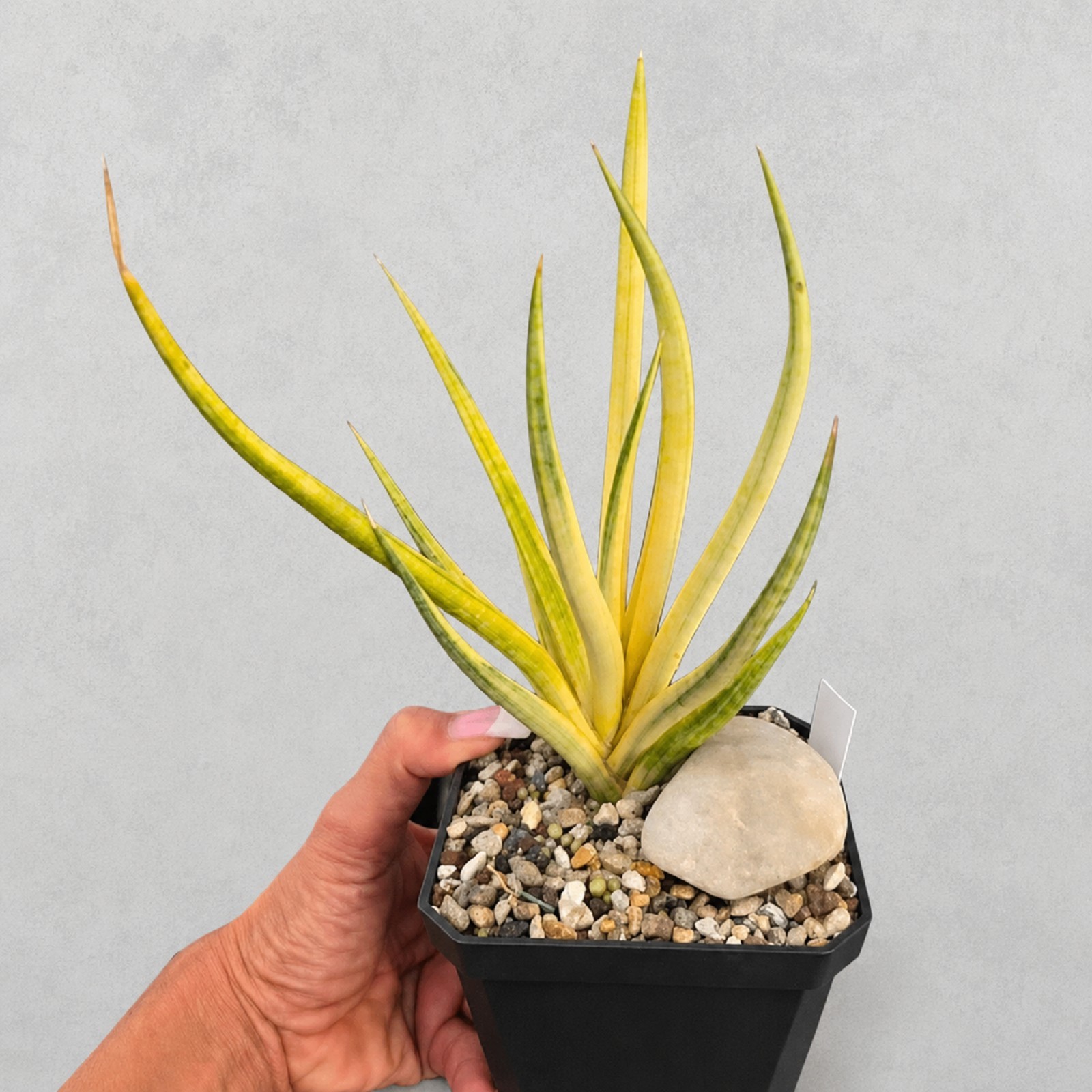 Sansevieria Bunlue Torch Variegated Houseplant Rare Variegated Snake Plant