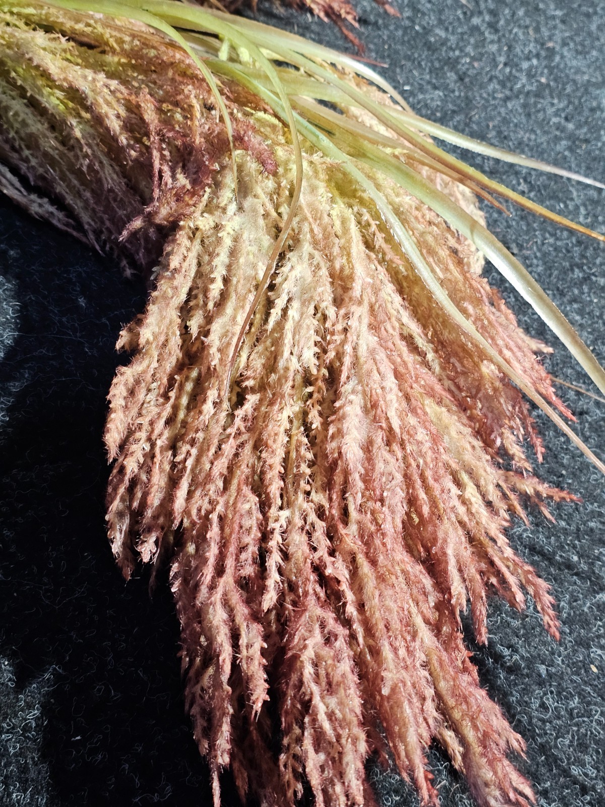 (QTY 2) Arhaus 6510129D0798 Pampas Grass Purple