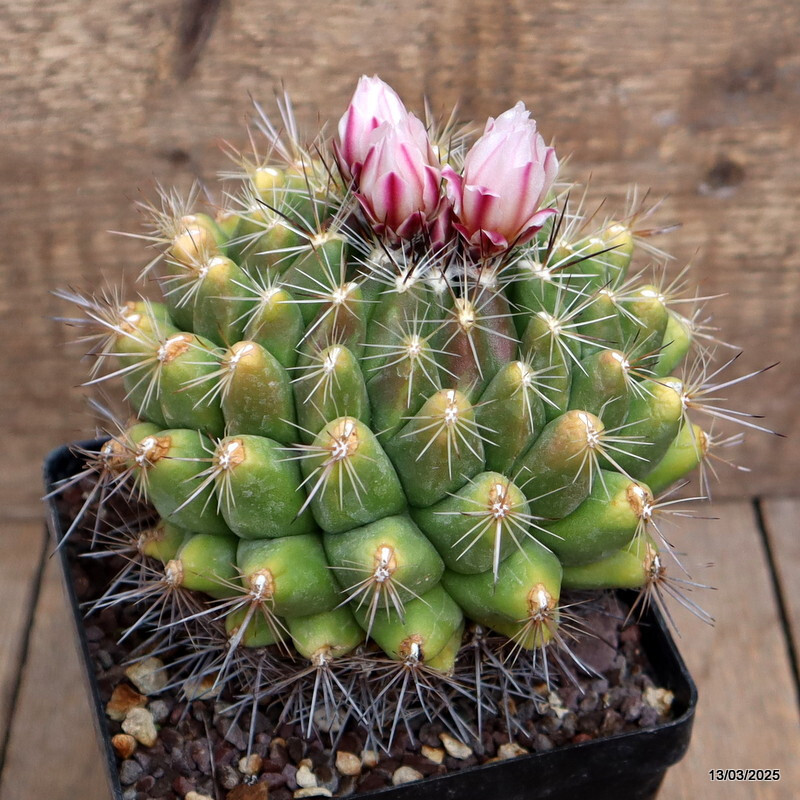 A7622 THELOCACTUS CONOTHELOS pot 12 cm H 11 cm W 11 cm MaMa Cactus