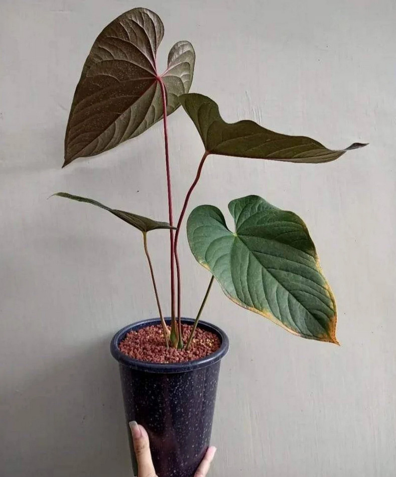 Anthurium Modeanum Big Size Real Picture