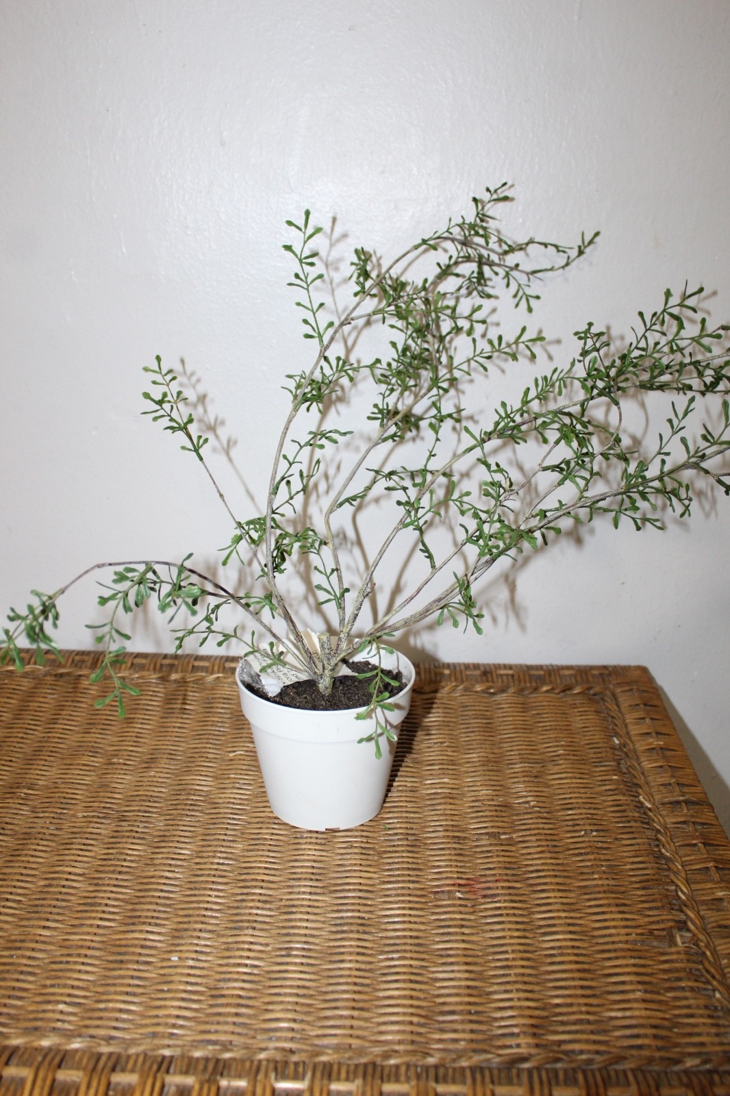 Williams Sonoma Artificial Potted Spiky Fern Plant