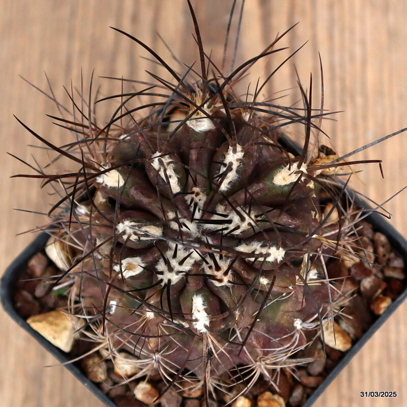 A5543 NEOPORTERIA OCCULTA MONSTER pot7-H5-W7cm MaMa Cactus