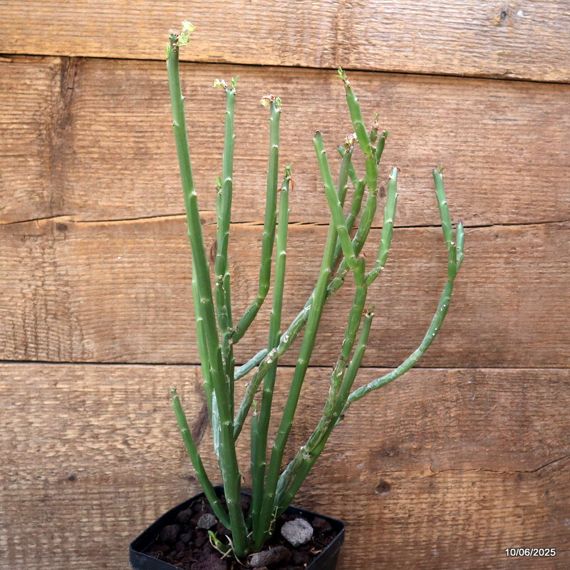 D4562 EUPHORBIA ANTISYPHILITICA pot12-H36-W21 cm MaMa Cactus