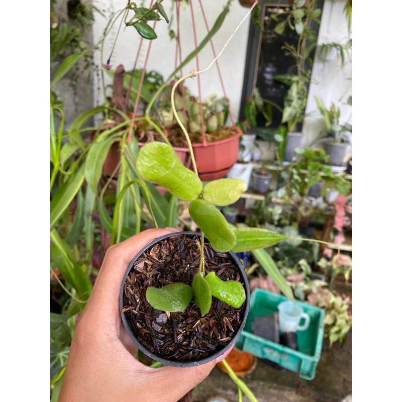 Hoya Rotundiflora Rare Plant