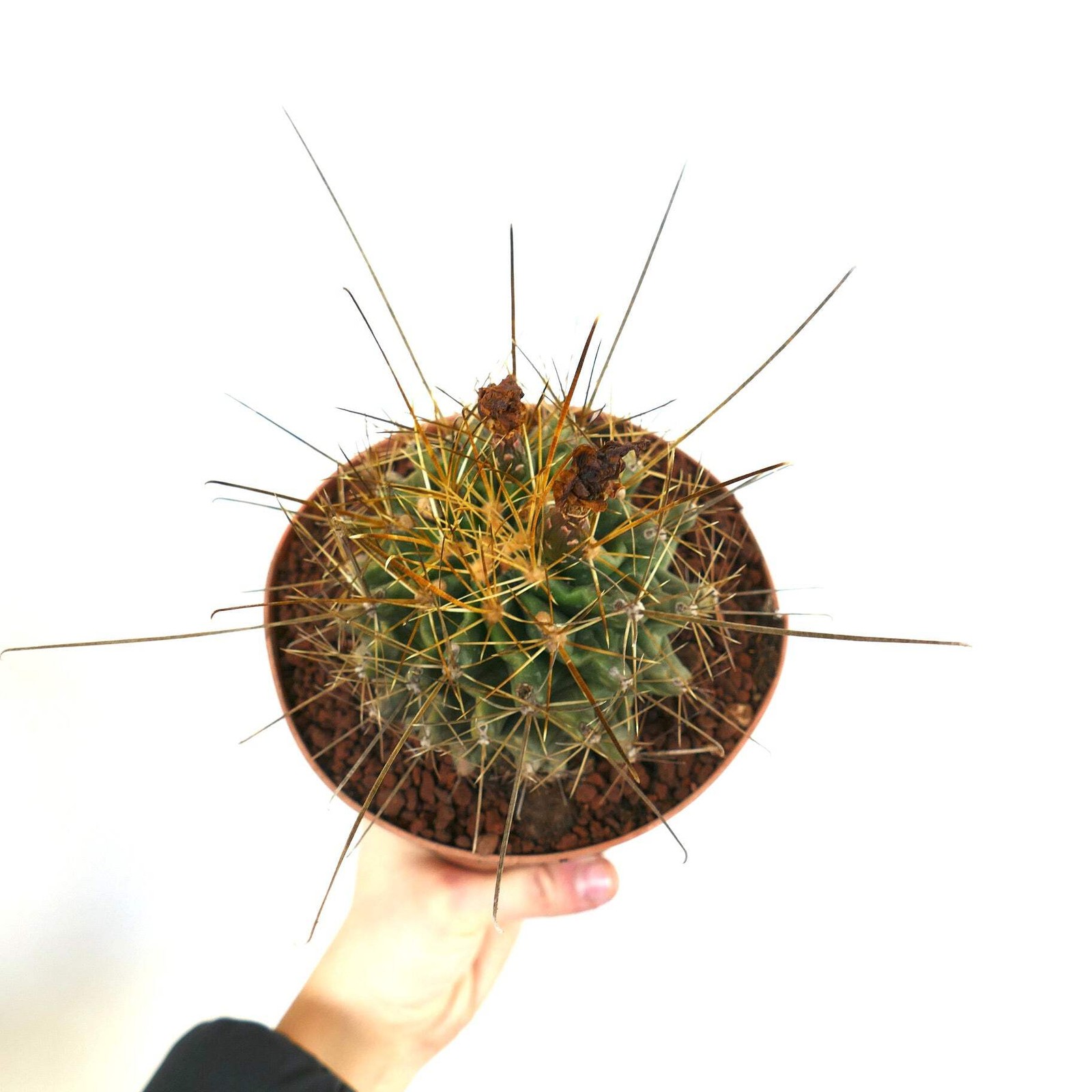 Ferocactus hamatacanthus LONG SPINES K75-XO – Texas barrel cactus | Hooked barre
