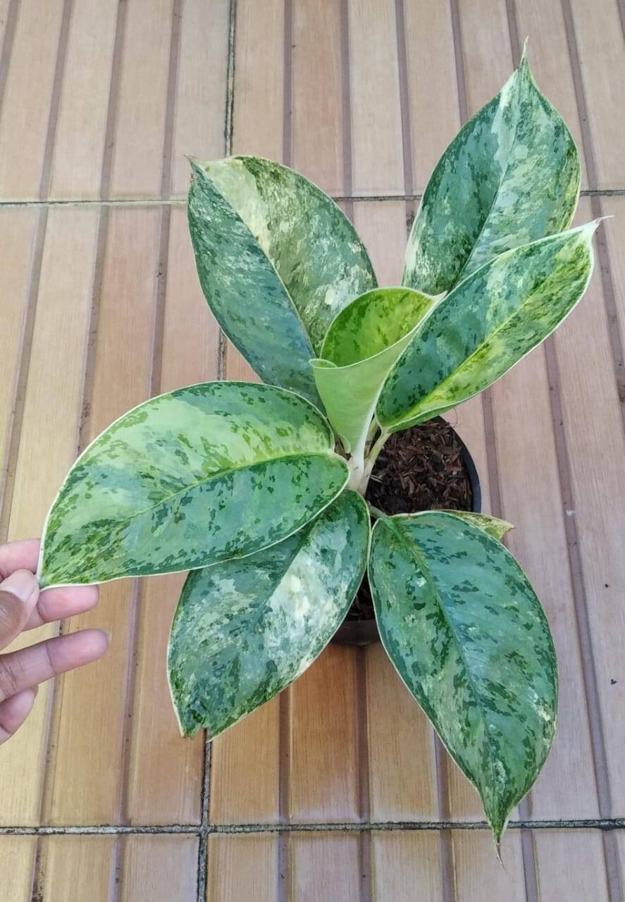Aglaonema Super Queen Variegated Real Picture
