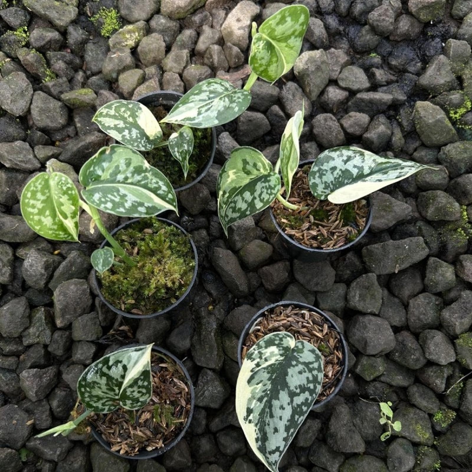 Scindapsus Yupa Variegated Rare Aroid Plant Beautiful Cream & Green Variegation