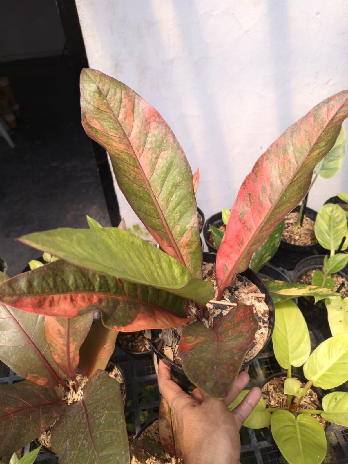 Anthurium Hokery Red Variegated Real Pict Free Ptosanitary