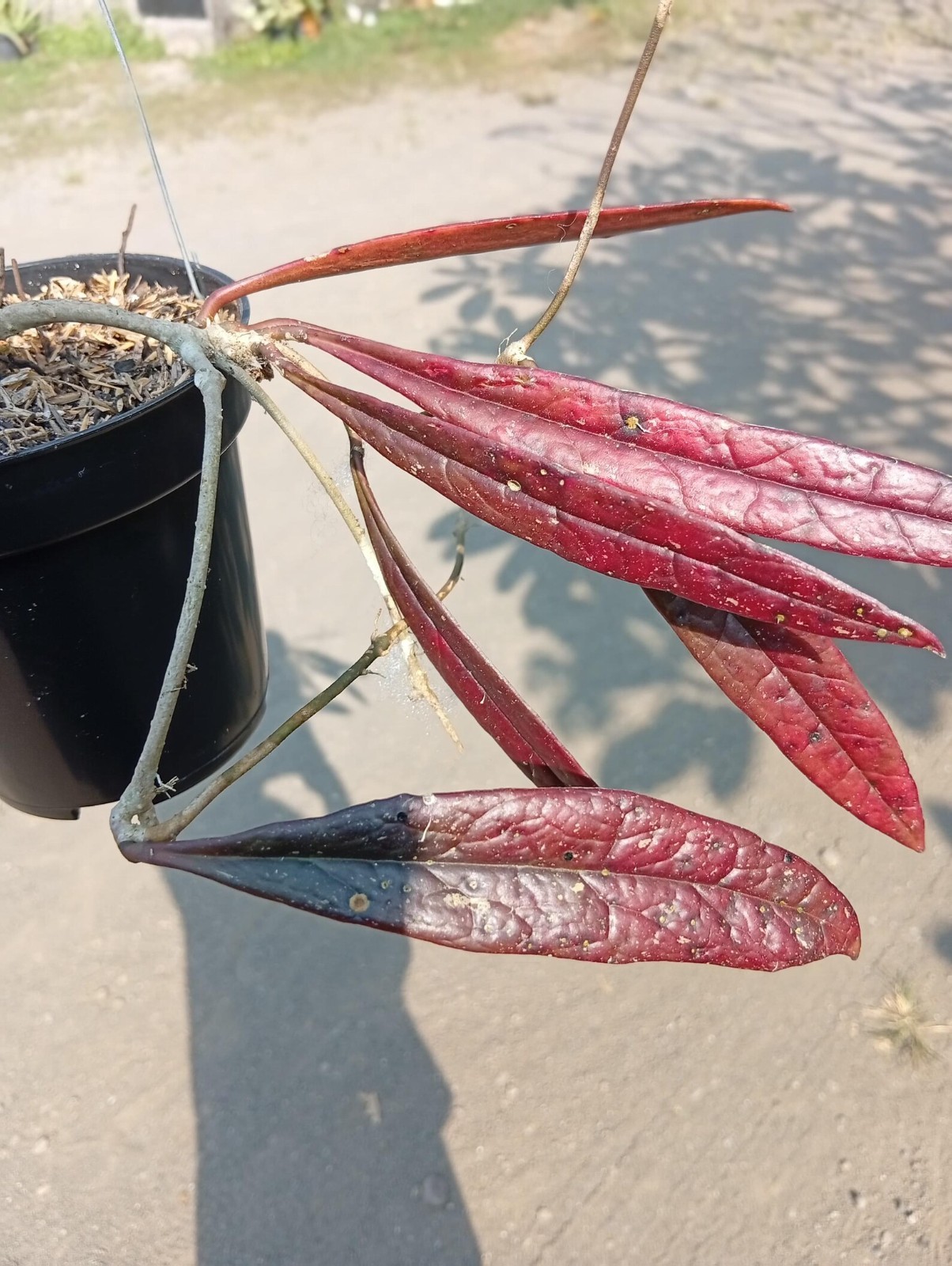 Real Picture Hoya Sulawesiana Red Rare Plant