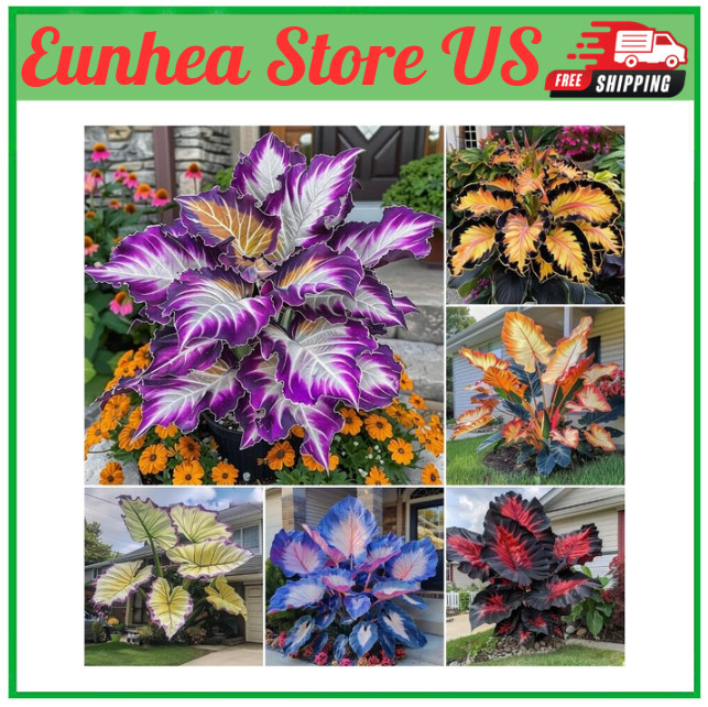 310+ Mixed Color Hosta Seeds for Planting Outdoors – Perennial Shade-Tolerant